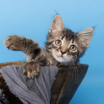 Steaming -  Domestic Short Hair Cat for Adoption in Franklin, Tennessee - Steaming | PetCurious