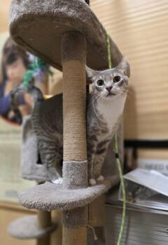 Juice and Mayhem -  Tabby Cat for Adoption in Phoenix, Arizona - Juice And Mayhem | PetCurious