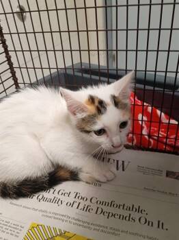 JOSIE -  Domestic Short Hair Cat for Adoption in Fort Lauderdale, Florida - JOSIE | PetCurious