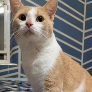 Rescue Domestic Short Hair Cats for Adoption in Warr Acres, Oklahoma - Creamsicle | PetCurious