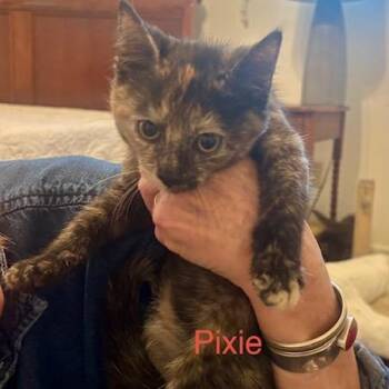 Domestic Short Hair Cats Available for Adoption in League City, Texas - Pixie | PetCurious