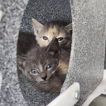 Kohaku -  Domestic Short Hair Cat for Adoption in Auburn, Alabama - Kohaku | PetCurious