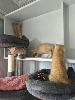 Lilie -  Domestic Short Hair Cat for Adoption in Salisbury, North Carolina - Lilie | PetCurious