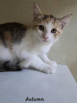 Autumn -  Domestic Short Hair Cat for Adoption in Key Largo, Florida - Autumn | PetCurious