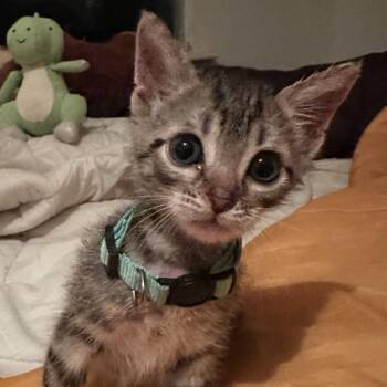 Timothy -  Domestic Short Hair Cat for Adoption in Santa Fe, Texas - Timothy | PetCurious