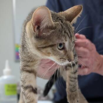 Erica -  Domestic Short Hair Cat for Adoption in Canton, Illinois - Erica | PetCurious