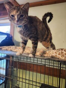Rescue Domestic Short Hair Cats for Adoption in Rice Lake, Wisconsin - Flash | PetCurious