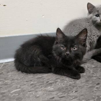 Ivy Jo -  Domestic Long Hair Cat for Adoption in Georgetown, Kentucky - Ivy Jo | PetCurious