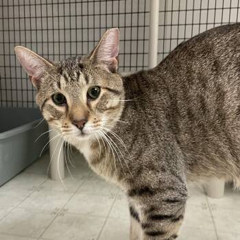 Gabe -  Domestic Short Hair Cat for Adoption in Woodbridge Township, New Jersey - Gabe | PetCurious