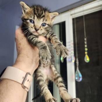 Thalys Clarice -  Domestic Short Hair Cat for Adoption in Layton, Utah - Thalys Clarice | PetCurious