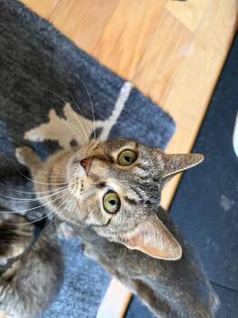 Della -  Domestic Short Hair Cat for Adoption in Minneapolis, Minnesota - Della | PetCurious