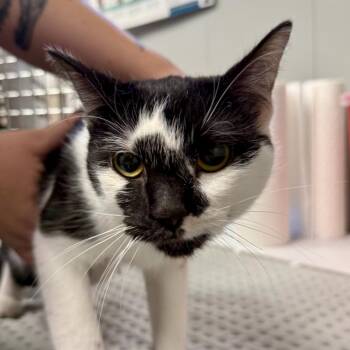 Domestic Medium Hair Cats Available for Adoption in Midland, Texas - MooMoo | PetCurious