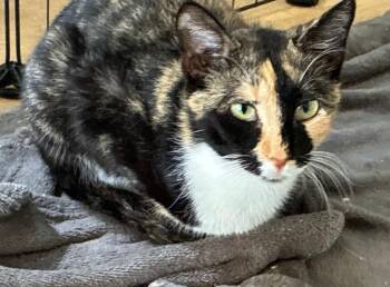 Jin Jin -  Domestic Short Hair Cat for Adoption in North Richland Hills, Texas - Jin Jin | PetCurious