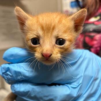 Beetle -  Domestic Short Hair Cat for Adoption in Yuma, Arizona - Beetle | PetCurious
