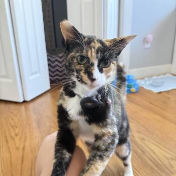 Willow -  Domestic Short Hair Cat for Adoption in Union City, California - Willow | PetCurious