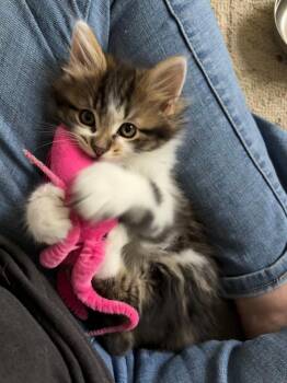 Winston -  Domestic Medium Hair and Extra Toes Cat Hemingway Polydactyl Cat for Adoption in Pasco, Washington - Winston | PetCurious