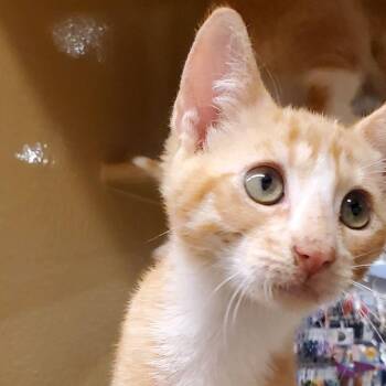 Tangerine -  Domestic Short Hair Cat for Adoption in Hemet, California - Tangerine | PetCurious