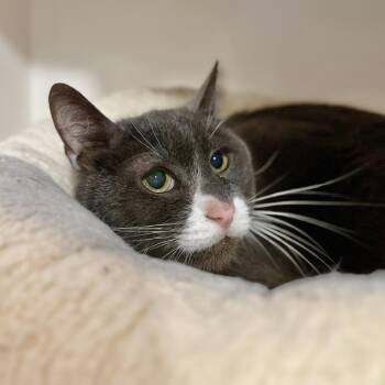 Domestic Short Hair Cats Available for Adoption - Larry | PetCurious