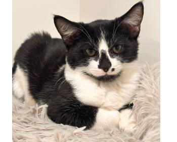 Rescue Domestic Short Hair Cats for Adoption in Hanson, Massachusetts - Elvis | PetCurious