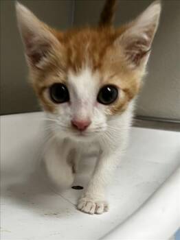 Domestic Short Hair Cats Available for Adoption in Tracy, California - ARBOLE | PetCurious