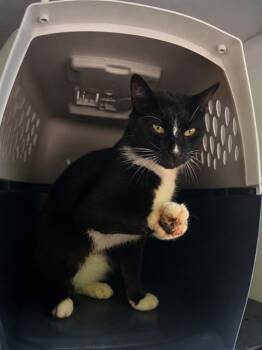 A1266051 -  Domestic Short Hair Cat for Adoption in Charlotte, North Carolina - A1266051 | PetCurious