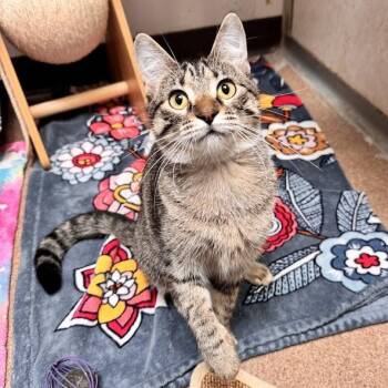 Guava -  Domestic Short Hair Cat for Adoption in Waterloo, Iowa - Guava | PetCurious