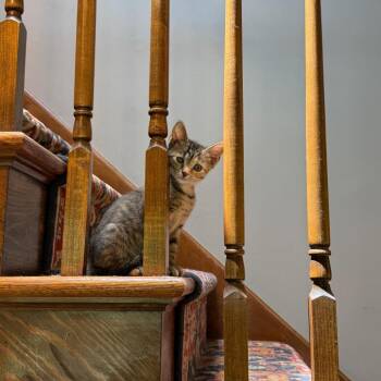 Tortellini -  Domestic Short Hair Cat for Adoption in Philadelphia, Pennsylvania - Tortellini | PetCurious