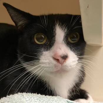 Rescue Domestic Short Hair Cats for Adoption in Dayton, Ohio - Milano | PetCurious