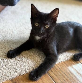 Rescue Domestic Short Hair Cats for Adoption in Wheaton, Illinois - Peggy | PetCurious