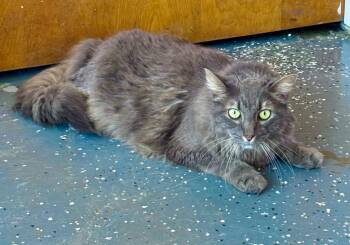 Smokey -  Domestic Long Hair Cat for Adoption in Thousand Oaks, California - Smokey | PetCurious