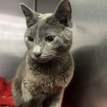 Domestic Short Hair Cats Available for Adoption - Cupid | PetCurious