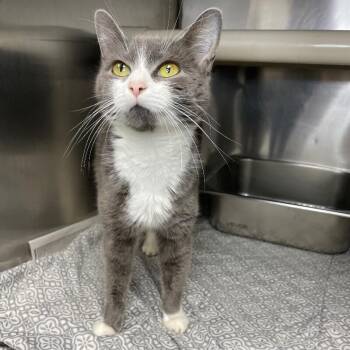 Domestic Short Hair Cats Available for Adoption in Roanoke, Virginia - Cleo | PetCurious