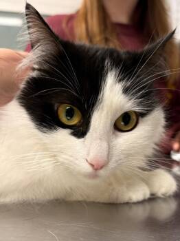 Brenda from Human Resources -  Domestic Long Hair Cat for Adoption in Fall River, Massachusetts - Brenda From Human Resources | PetCurious