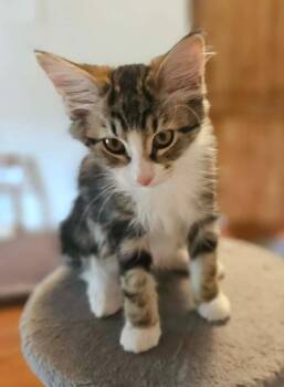 Baby Cakes -  Domestic Long Hair Cat for Adoption in South Bend, Indiana - Baby Cakes | PetCurious