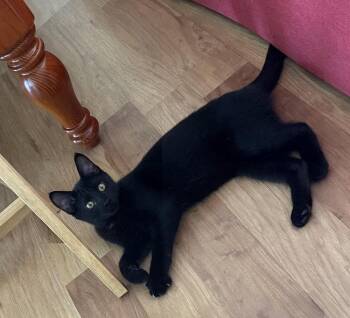 Domestic Short Hair Cats Available for Adoption - Green Olive | PetCurious