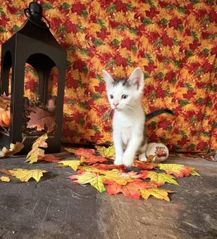 Rescue Domestic Short Hair Cats for Adoption in Huntley, Illinois - Trey | PetCurious