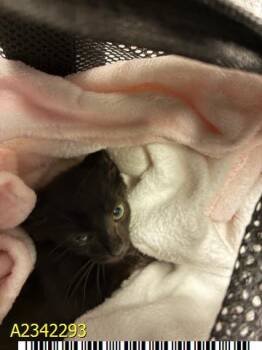 FERGIE -  Domestic Short Hair Cat for Adoption in West Palm Beach, Florida - FERGIE | PetCurious