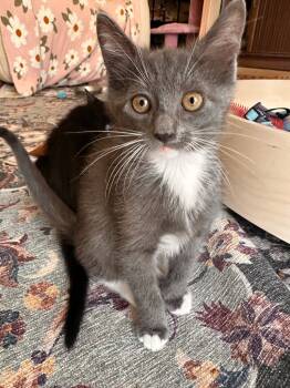 Rescue Domestic Short Hair Cats for Adoption in San Antonio, Texas - Pugsley | PetCurious