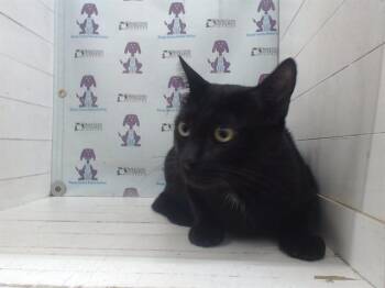 Domestic Short Hair Cats Available for Adoption in Orlando, Florida - JET AKA PAPI | PetCurious