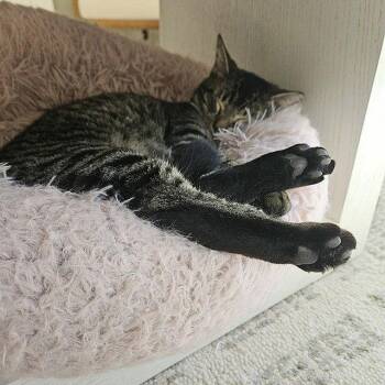 Domestic Short Hair Cats Available for Adoption - Tui | PetCurious