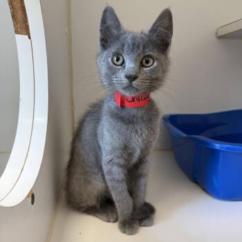 Chicago (bonded w/ Boston) -  Domestic Short Hair Cat for Adoption in Oakland, California - Chicago (bonded W/ Boston) | PetCurious