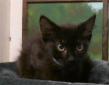 JO -  Domestic Short Hair Cat for Adoption in Houston, Texas - JO | PetCurious