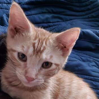 Domestic Short Hair Cats Available for Adoption - Ginger Ale C10547 | PetCurious