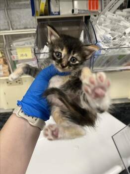 A228634 -  Domestic Short Hair Cat for Adoption in Woodland, California - A228634 | PetCurious