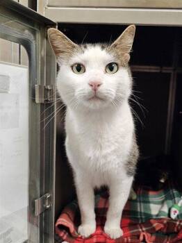 CRUSO -  Domestic Short Hair Cat for Adoption in Clyde, North Carolina - CRUSO | PetCurious