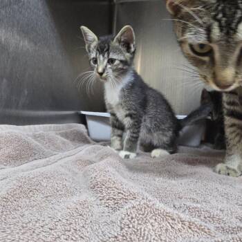 Mewton 26-0633 -  Domestic Short Hair Cat for Adoption in Yanceyville, North Carolina - Mewton 26-0633 | PetCurious