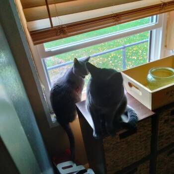 Meathead -  American Shorthair Cat for Adoption in Rochester, Minnesota - Meathead | PetCurious