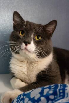 Domestic Short Hair Cats Available for Adoption - Cloudie | PetCurious