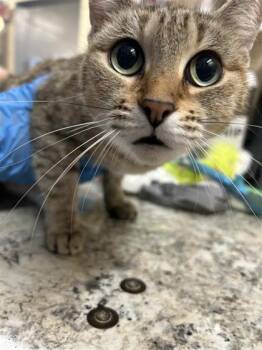 Muts -  Domestic Short Hair Cat for Adoption in Largo, Florida - Muts | PetCurious
