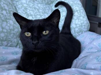 Domestic Short Hair Cats Available for Adoption in Santa Clara, California - SUNSHINE | PetCurious